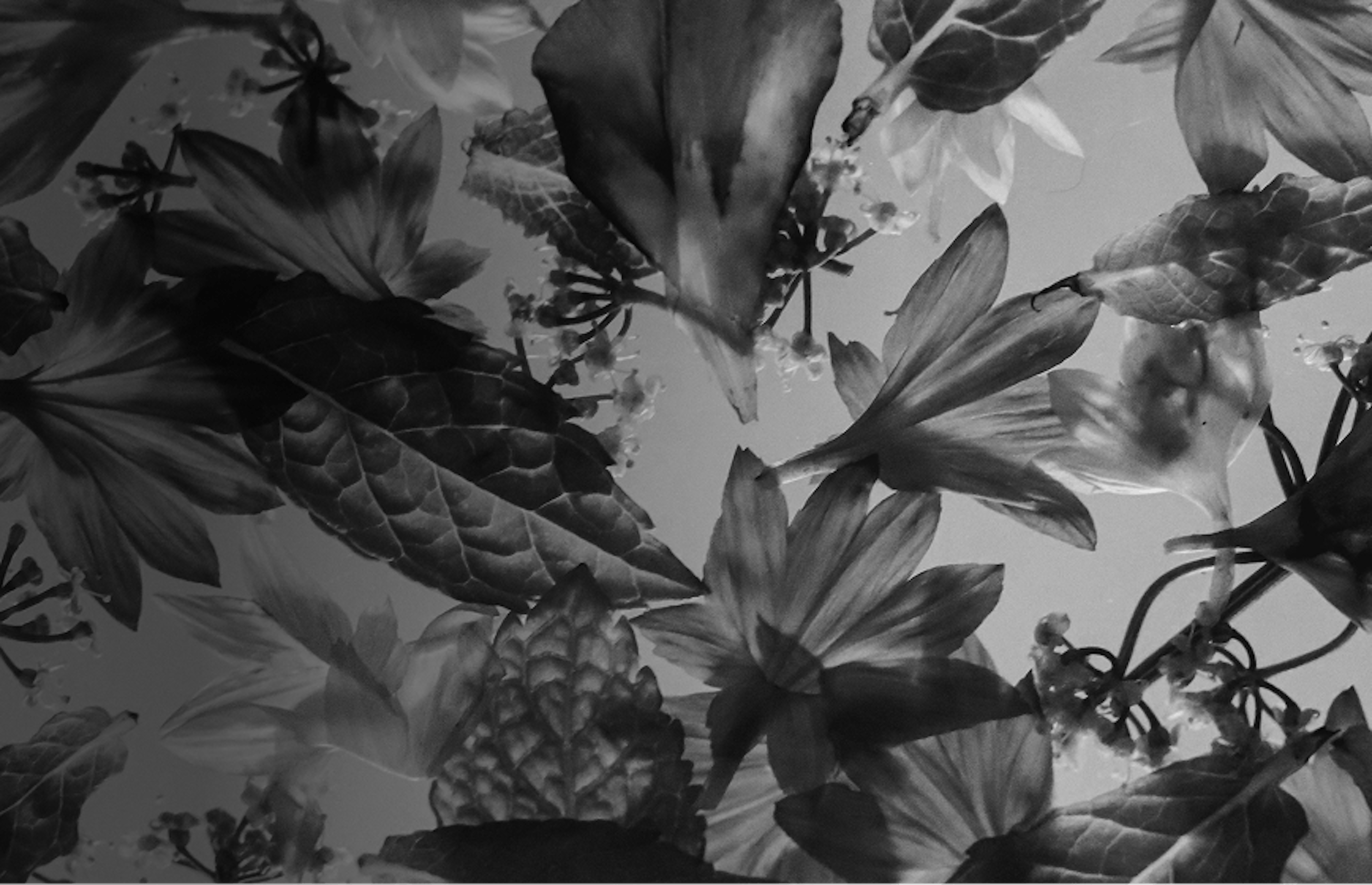 Botanical herbs and flower petals symbolizing naturally occurring cannabis terpenes like linalool and myrcene