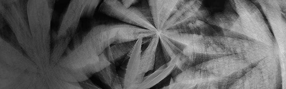 Abstract black-and-white image featuring overlapping cannabis leaves in a swirling, radial pattern. The visual effect creates a sense of motion and depth, with soft shadows and gradients enhancing the layered texture.