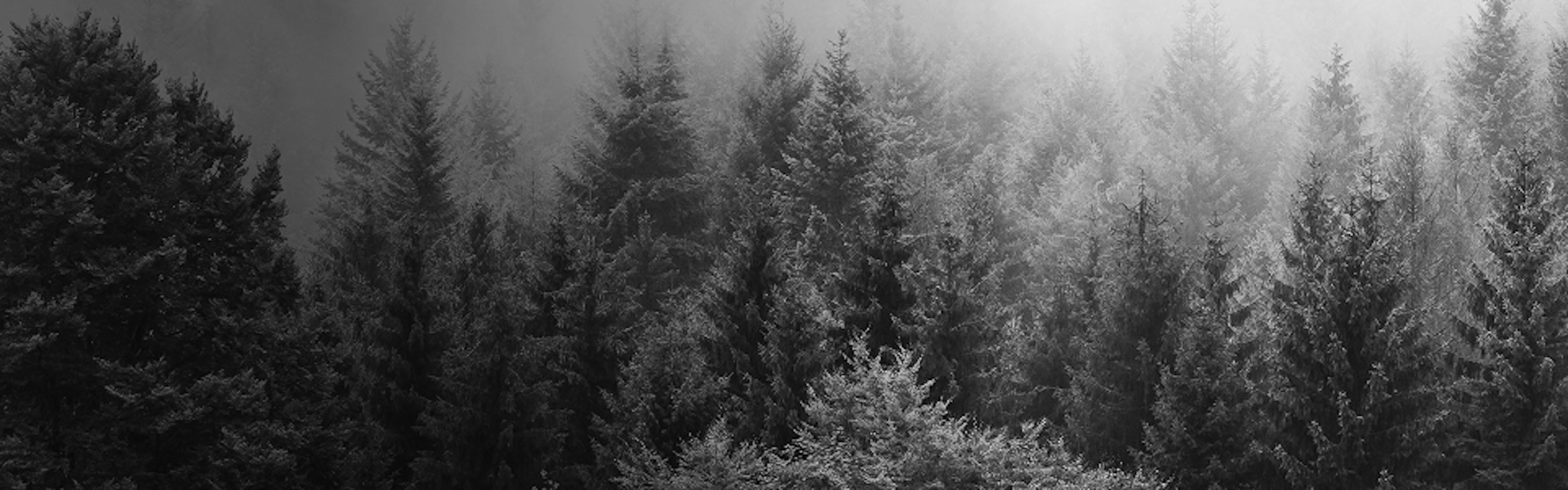 Black-and-white image of a dense forest of conifer trees shrouded in mist, with soft sunlight filtering through the fog near the top of the frame.