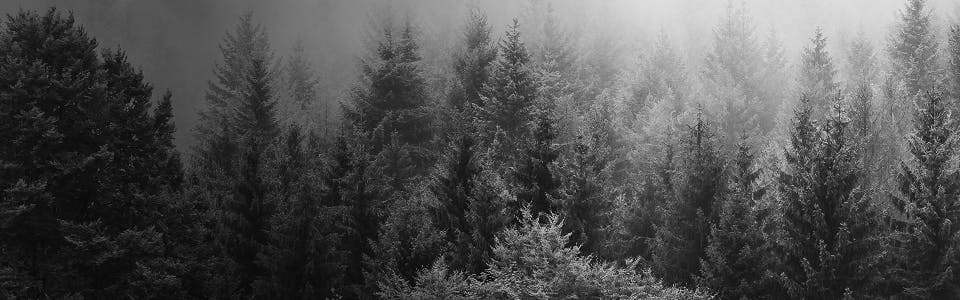 Black-and-white image of a dense forest of conifer trees shrouded in mist, with soft sunlight filtering through the fog near the top of the frame.