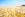 Golden wheat in a field
