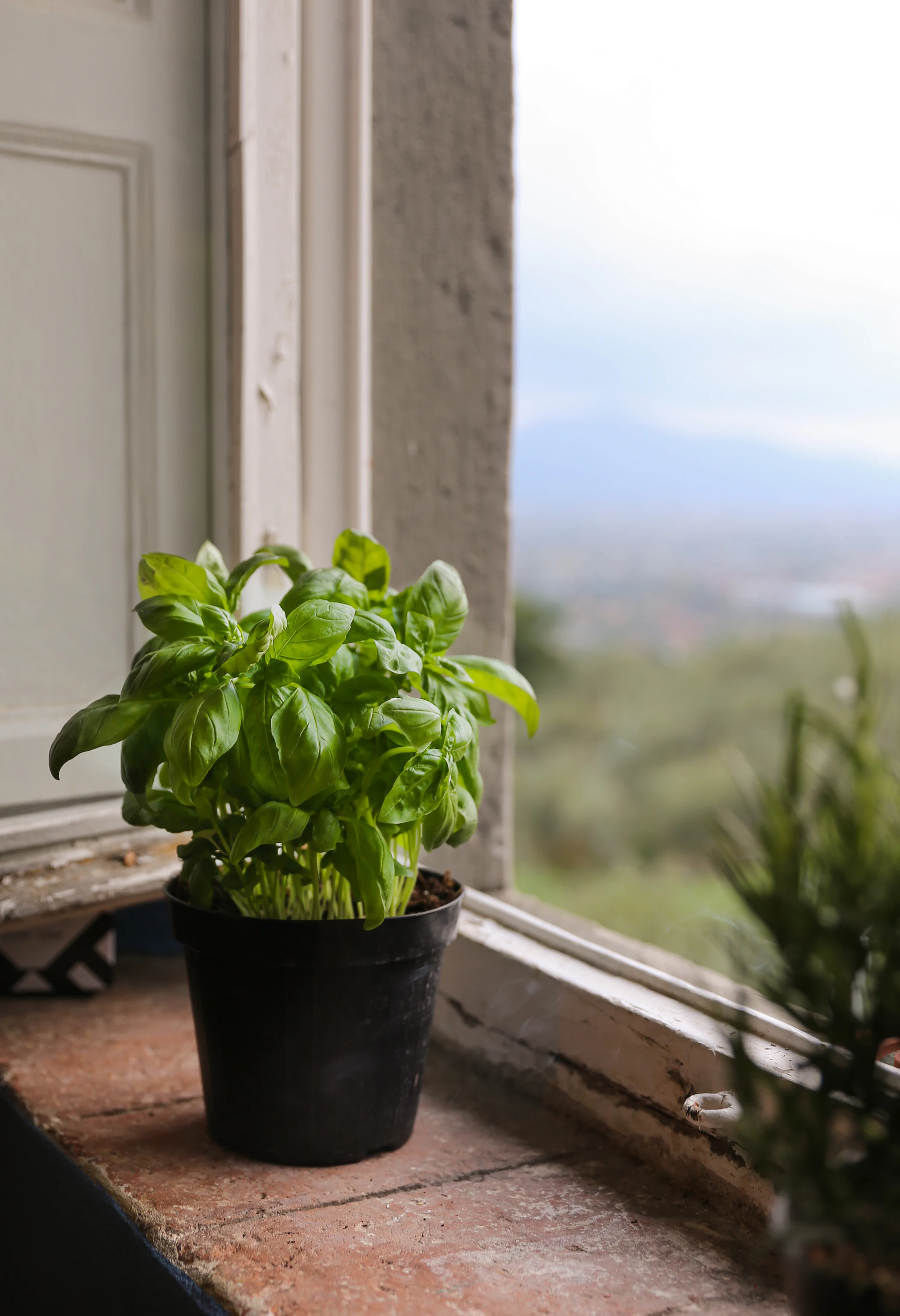 A pot of basil is on a windowsill, the window is open.