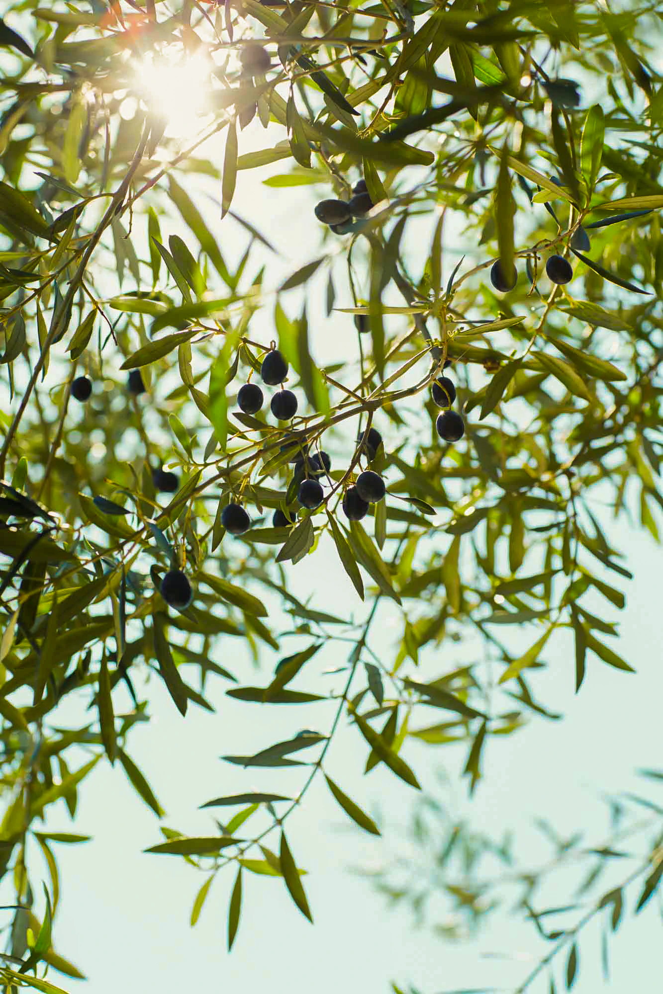 Black olives growing on a tree.
