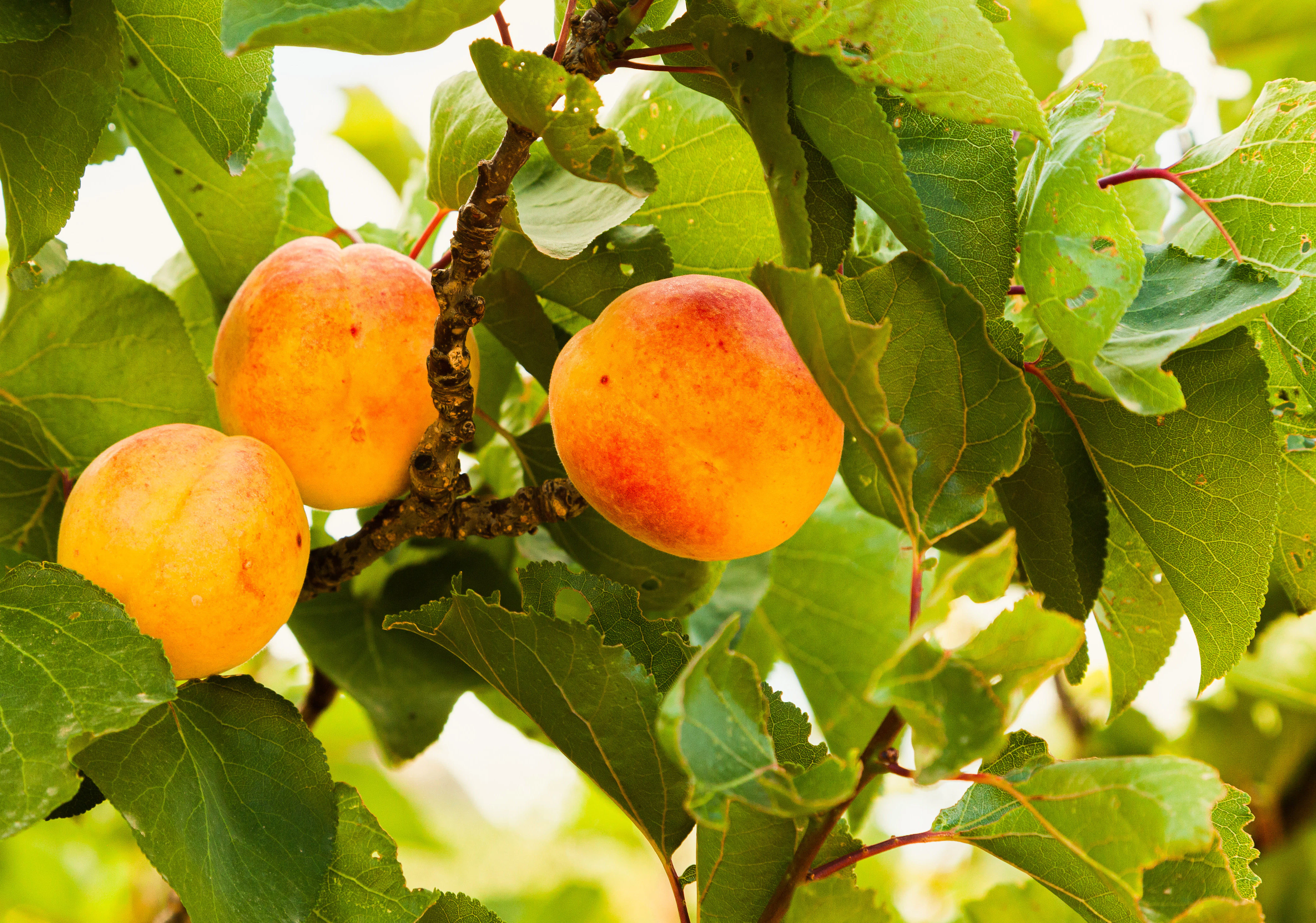 Apricots growing on a tree.