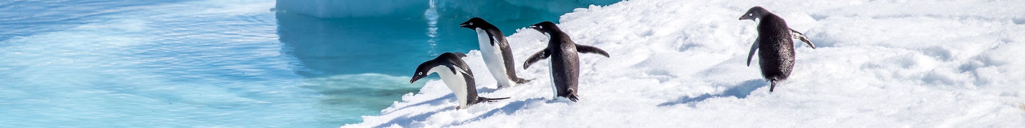 Pingviner i Antarktis © Tiago Rodriguez, Getty Images