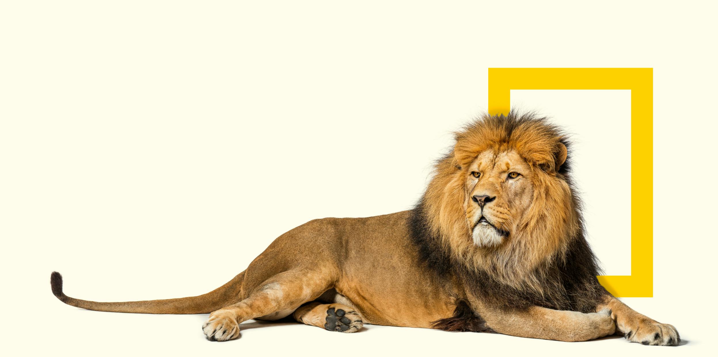 A lion sitting in front of the National Geographic yellow frame logo.