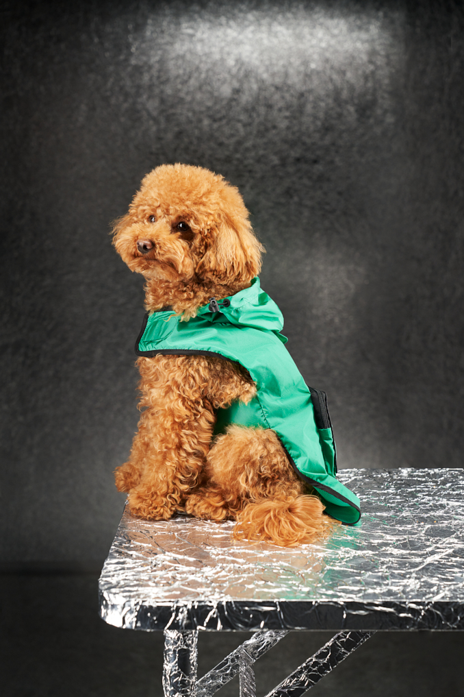 moncler dog raincoat