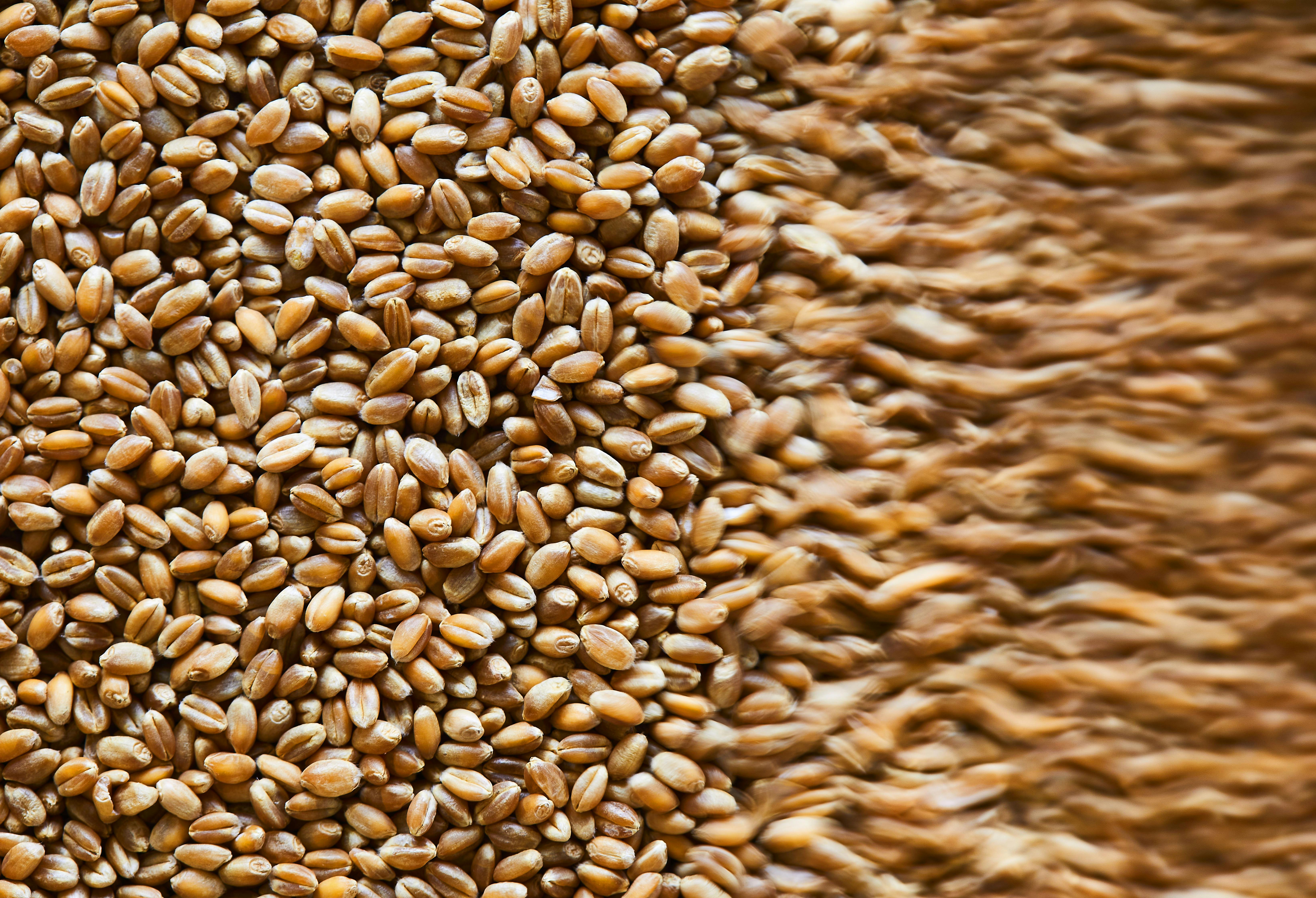 Close-up of a large amount of wheat grains