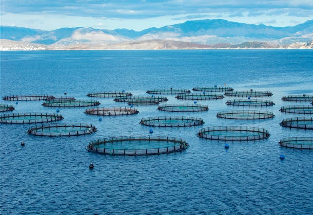 Salmon fish farm