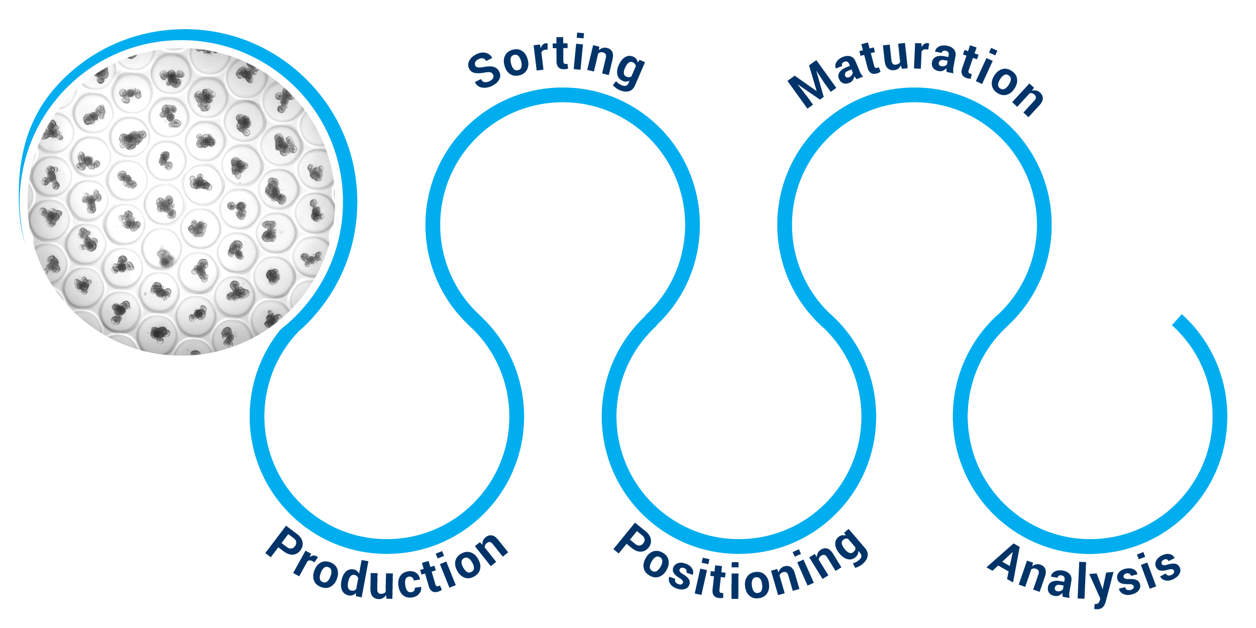 CSEM’s organoid-on-plate tactical roadmap:  production, sorting, positioning, maturation, and analysis.