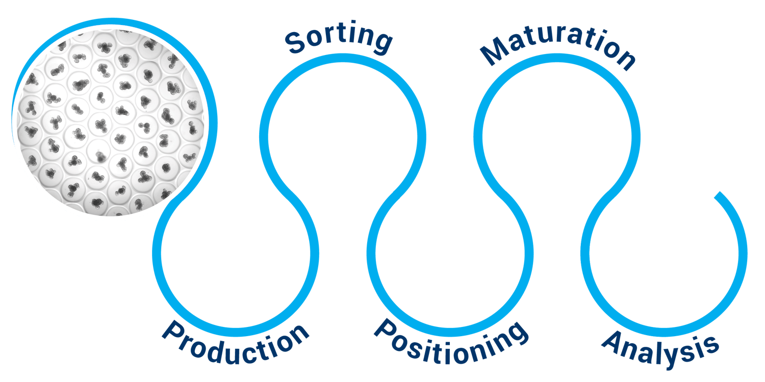 CSEM’s organoid-on-plate tactical roadmap:  production, sorting, positioning, maturation, and analysis.