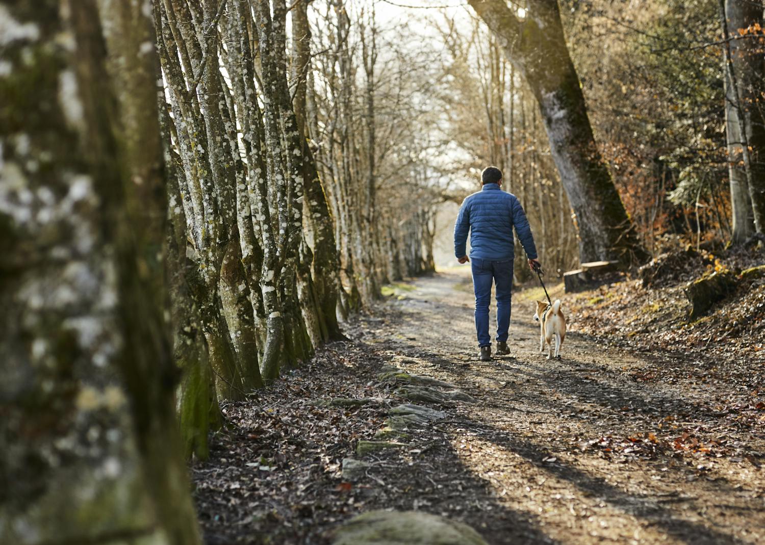 Homme promenant son chien dans la forêt en automne.