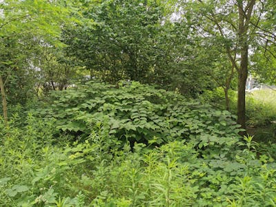 View onto bushes of invasive alien species (here Japanese Knotweed) 