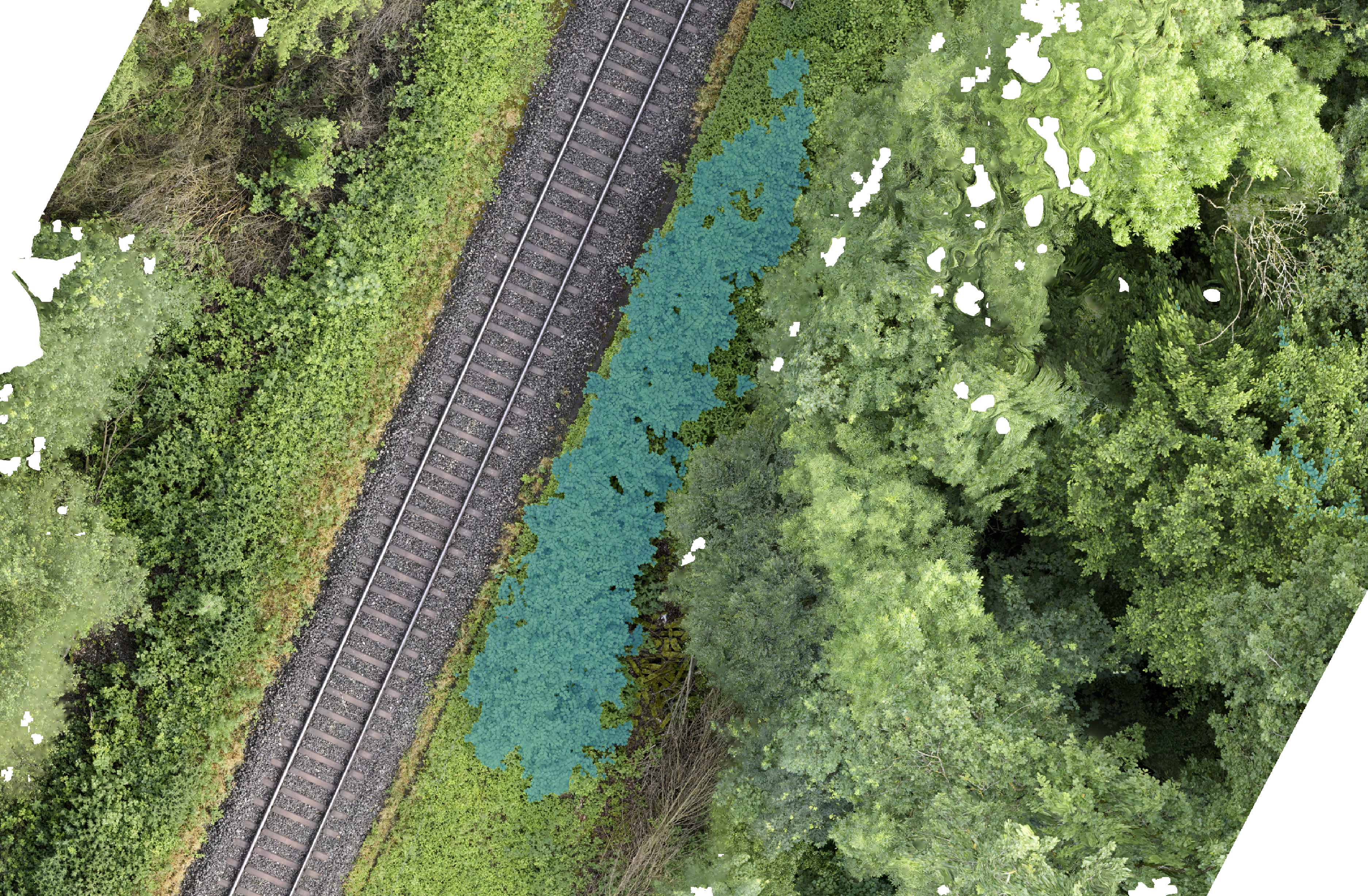 Aerial view taken from a drone with a blue area marking the field covered by invasive alien species