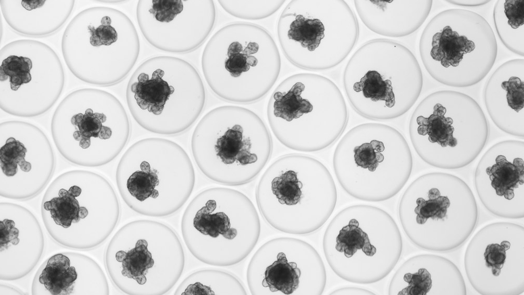 General view of U-shaped wells (Ø 200 µm) each containing a mouse intestinal organoid.