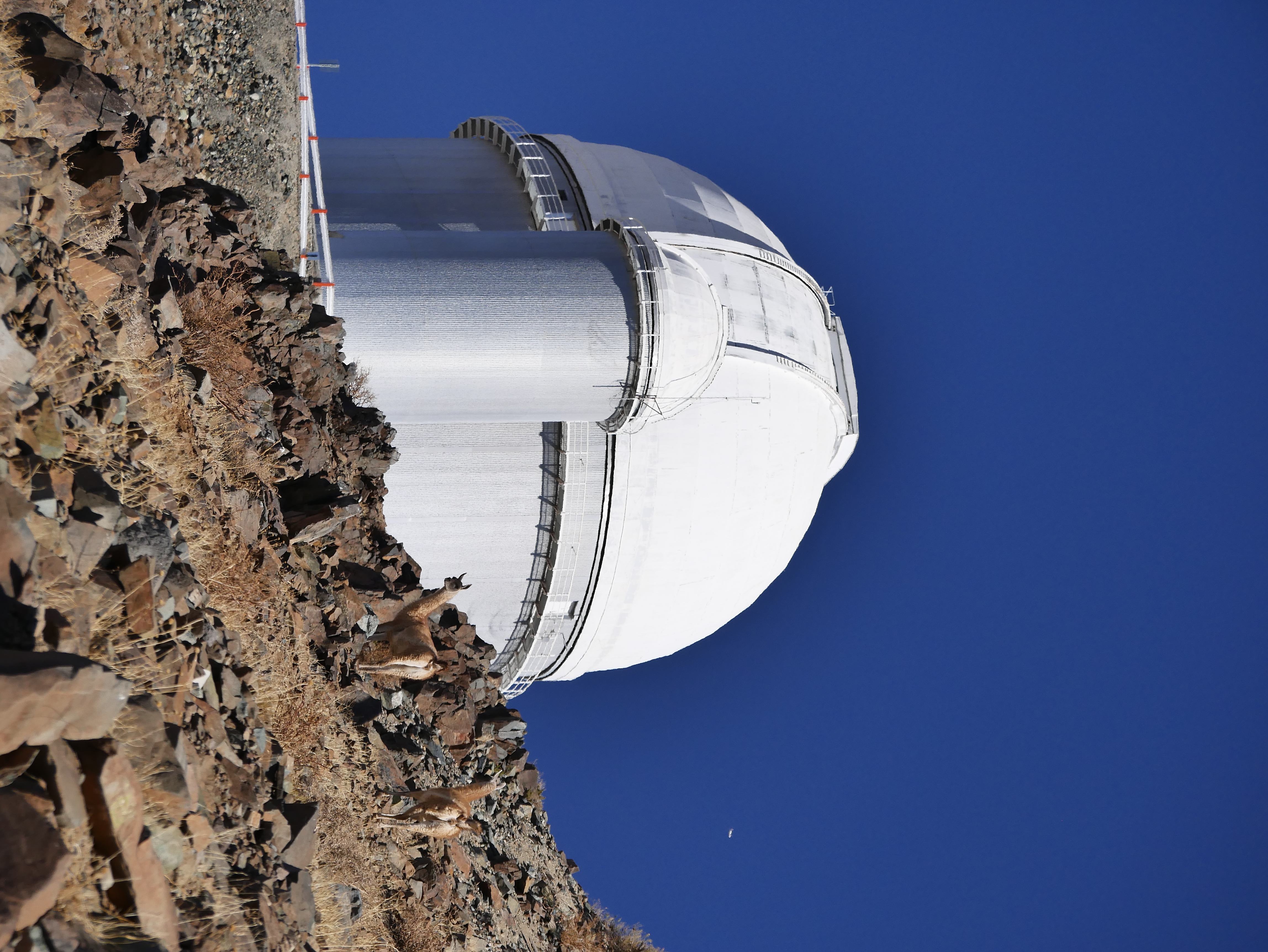 A white domed observatory building in a rocky desert landscape with two lamas standing the foreground