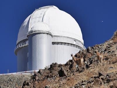 A white domed observatory building in a rocky desert landscape with two lamas standing the foreground