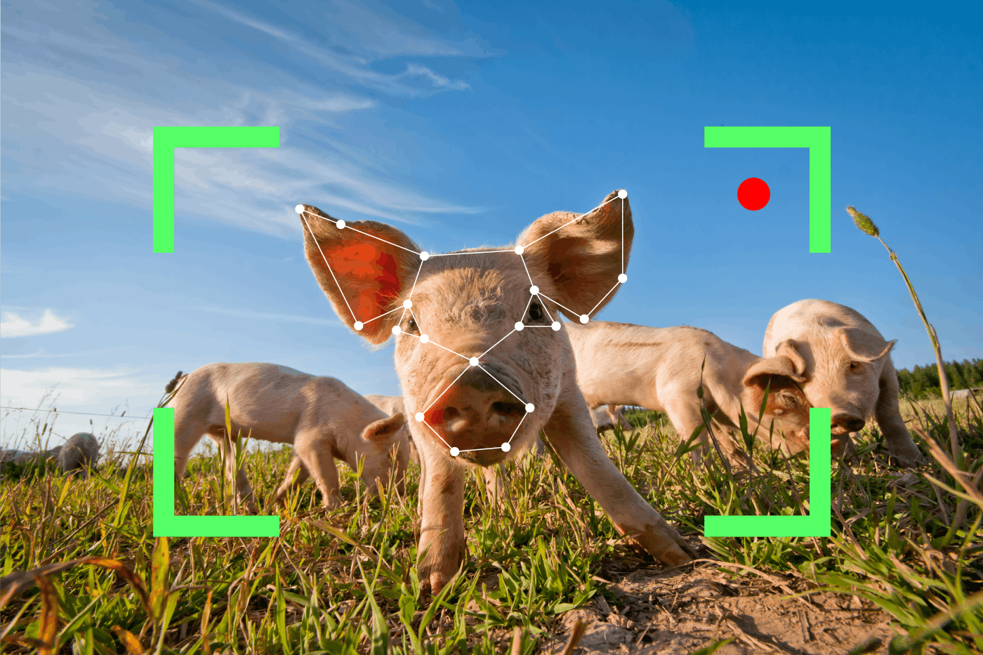 Group of pigs in a field, with a face recognition filter on.