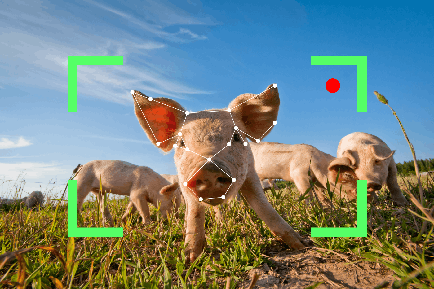 Group of pigs in a field, with a face recognition filter on. 