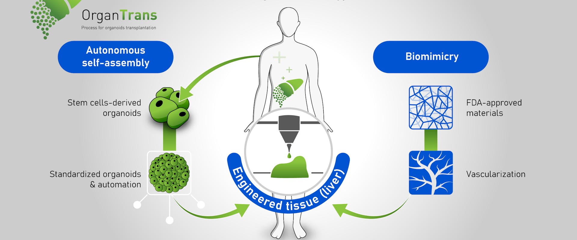 Organtrans - new regenerative therapy