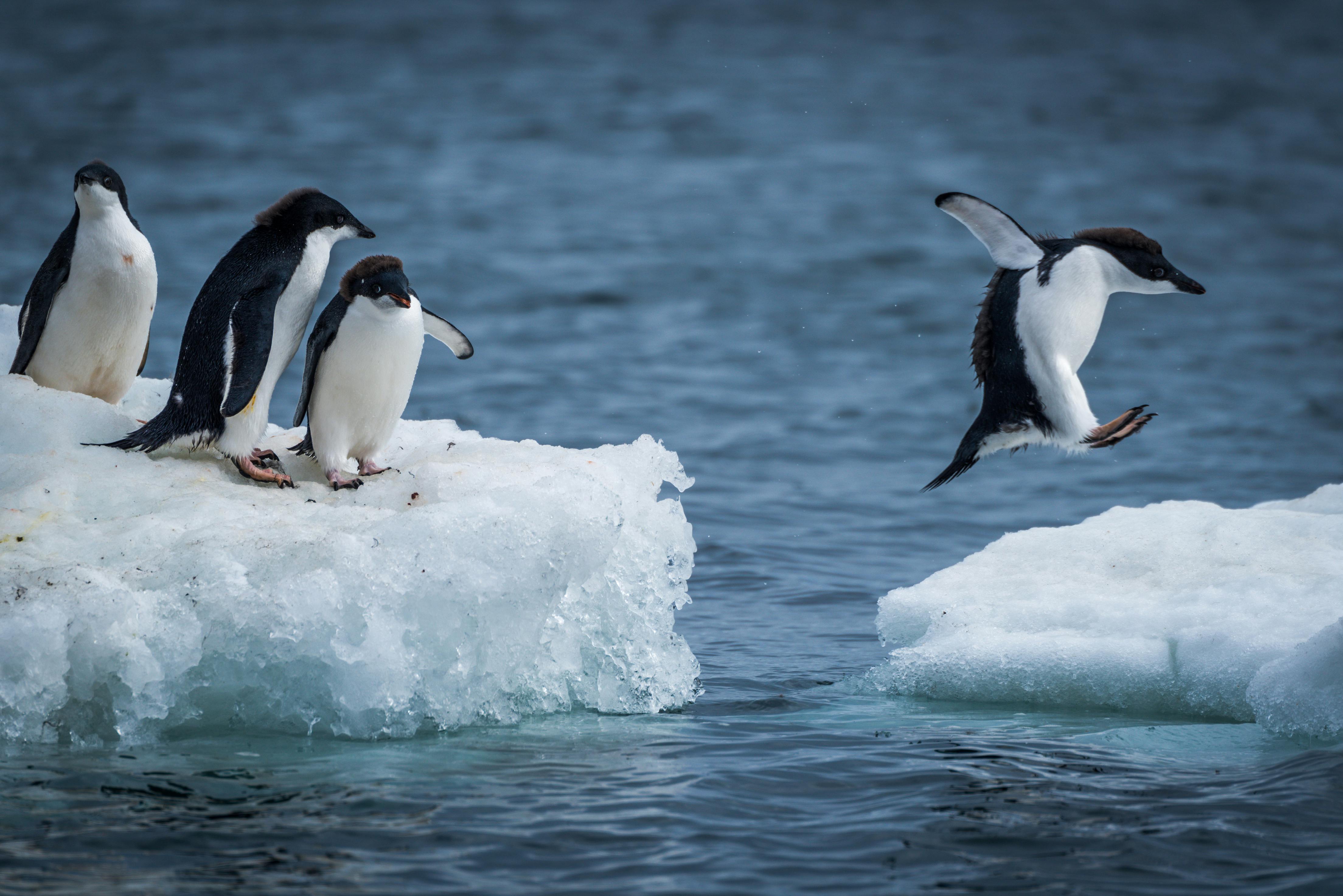 Penguins jumping between ice