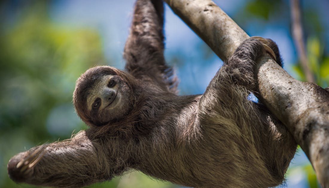A sloth hanging form the tree