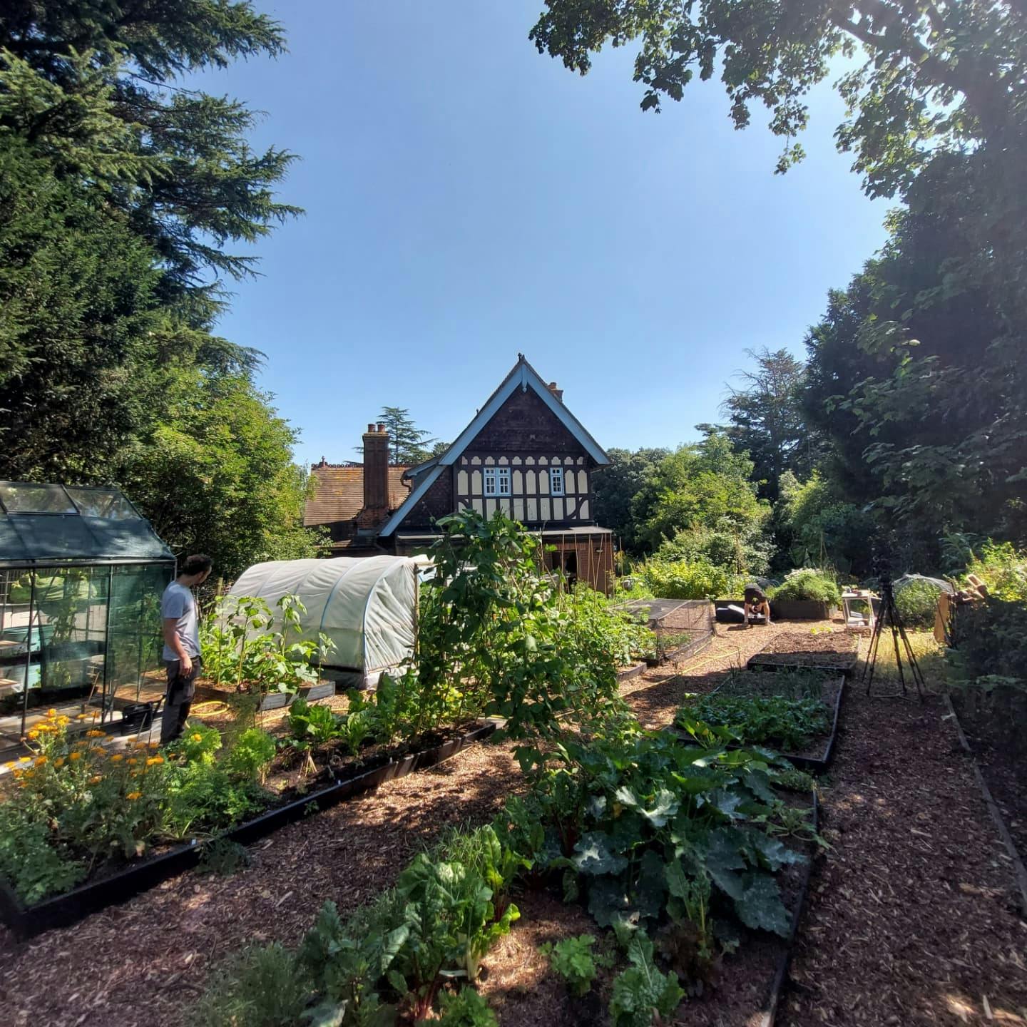 An allotment in Dulwich, the sky is blue and the ground green with foliage and plants