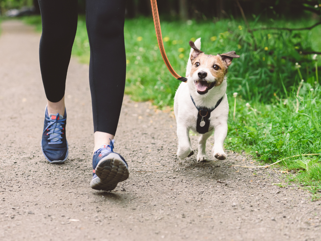 A small dog is being walked by it's owner