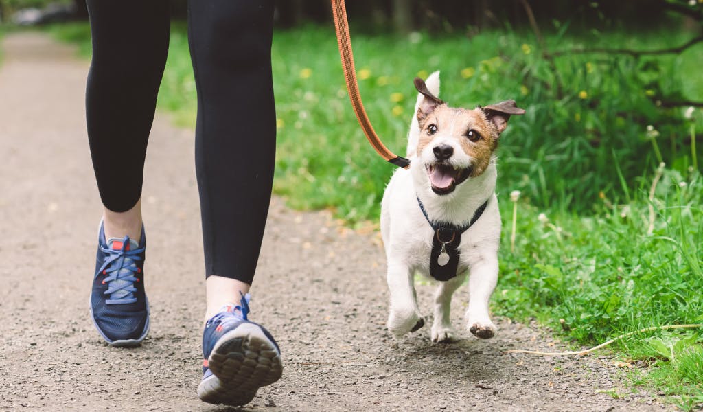 A small dog is being walked by it's owner
