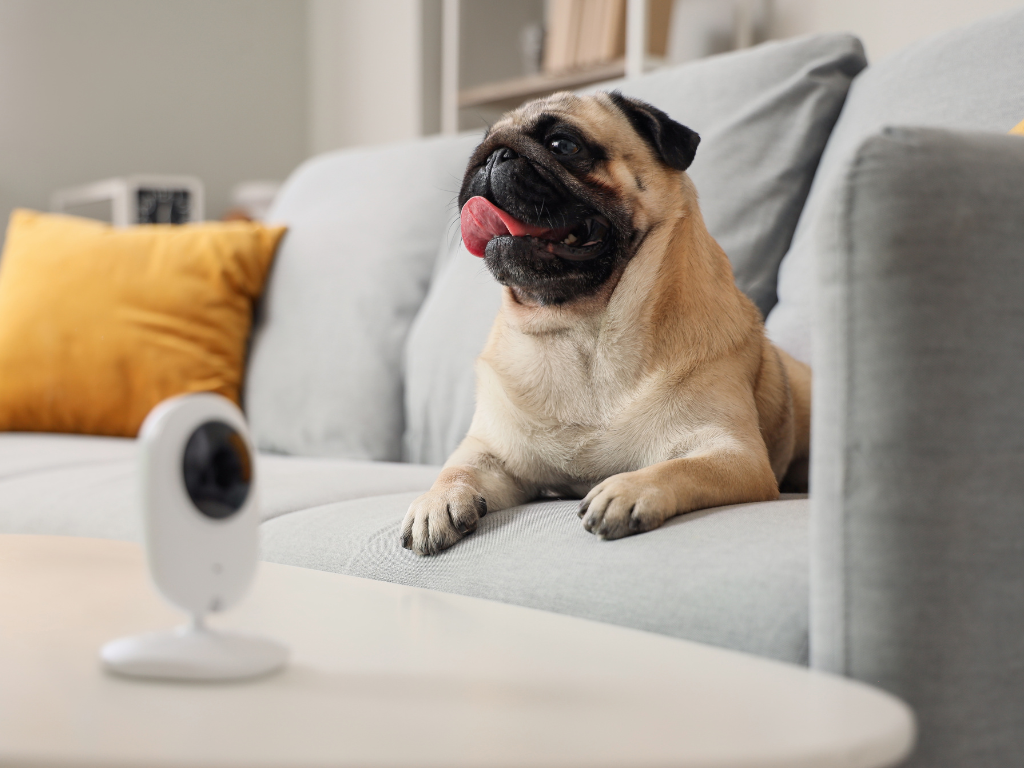 A dog, pug breed or similar, sits on a sofa under the watchful eye of a petcam