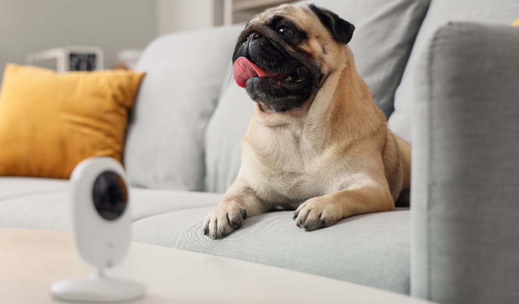 A dog, pug breed or similar, sits on a sofa under the watchful eye of a petcam