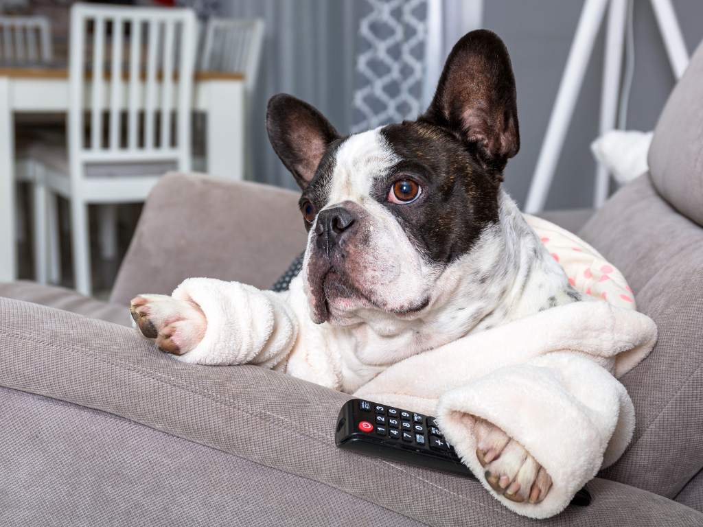 A small dog wearing a dressing gown sits on the sofa holding a TV remote