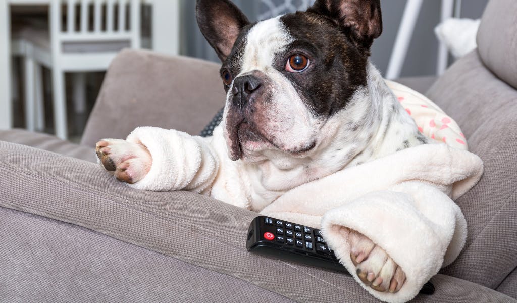 A small dog wearing a dressing gown sits on the sofa holding a TV remote