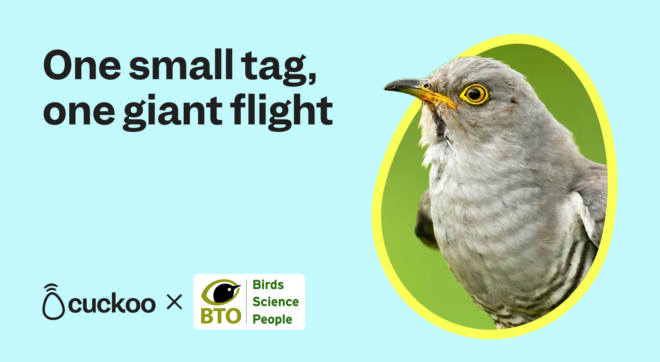 Cuckoo partners with BTO on it's cuckoo tagging programme. The caption reads "one small tag, one giant flight"