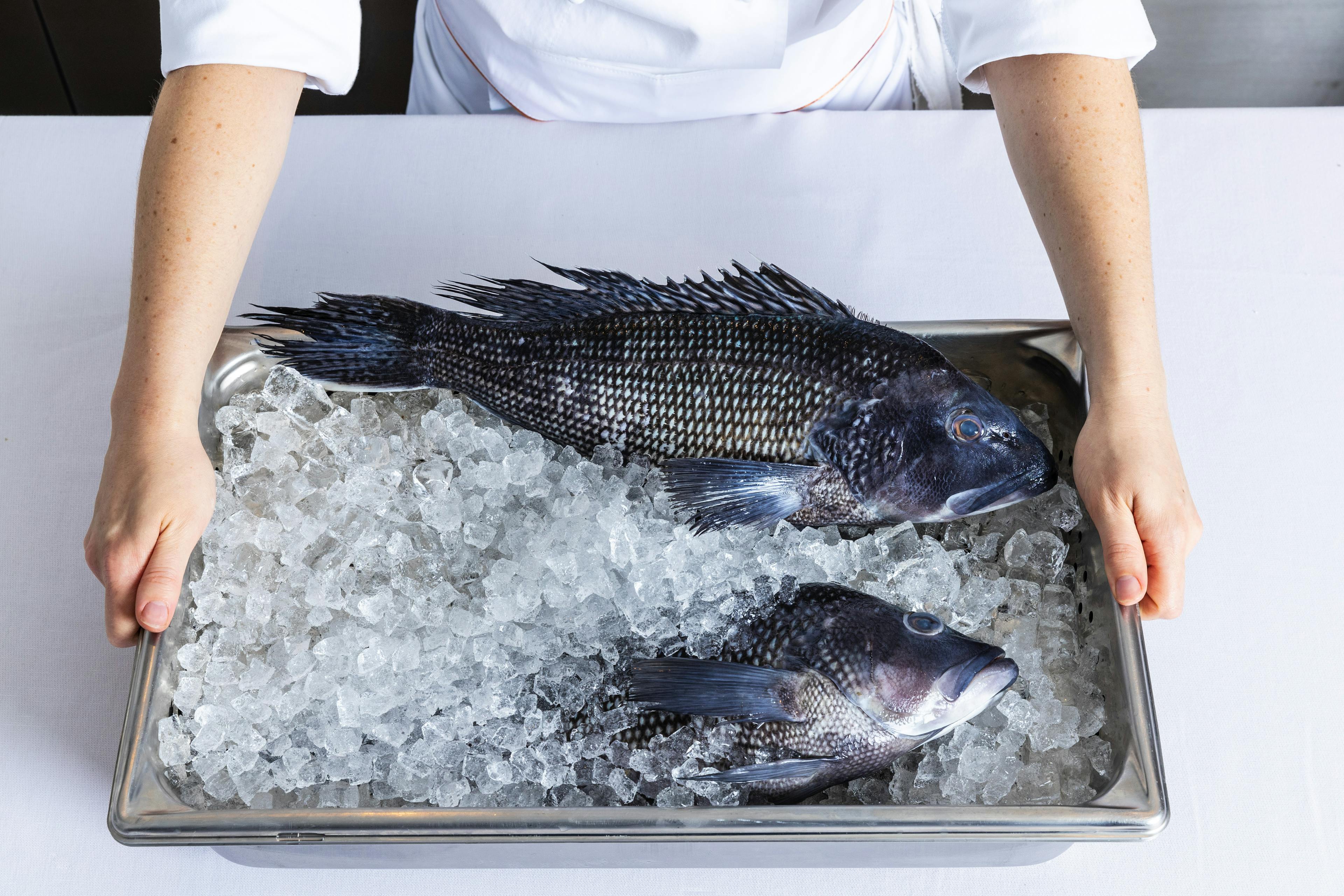 Whole fish on ice in kitchen