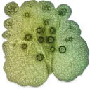 Extrait de bacopa (BACOPIN®)
