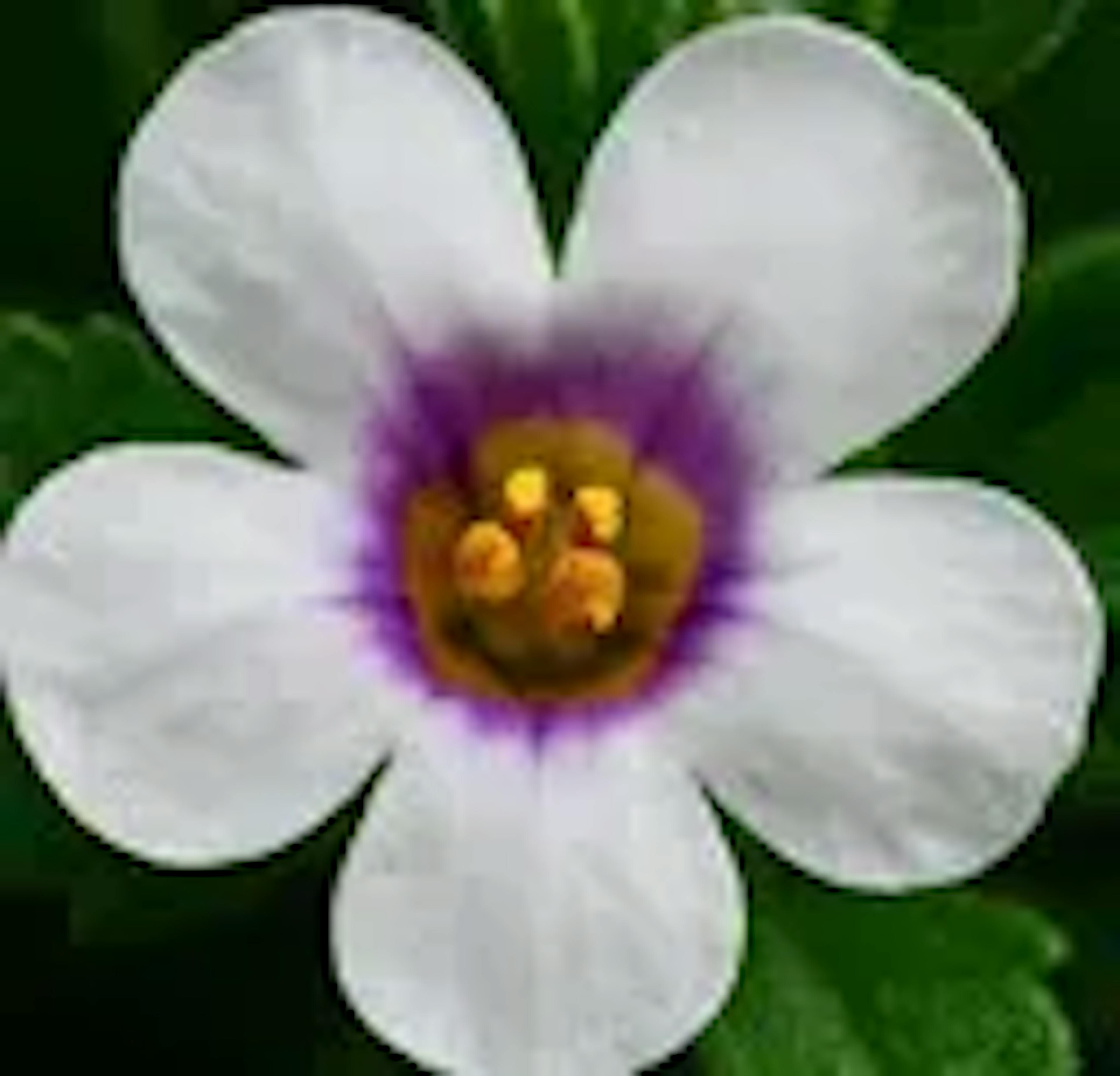 Bacopa