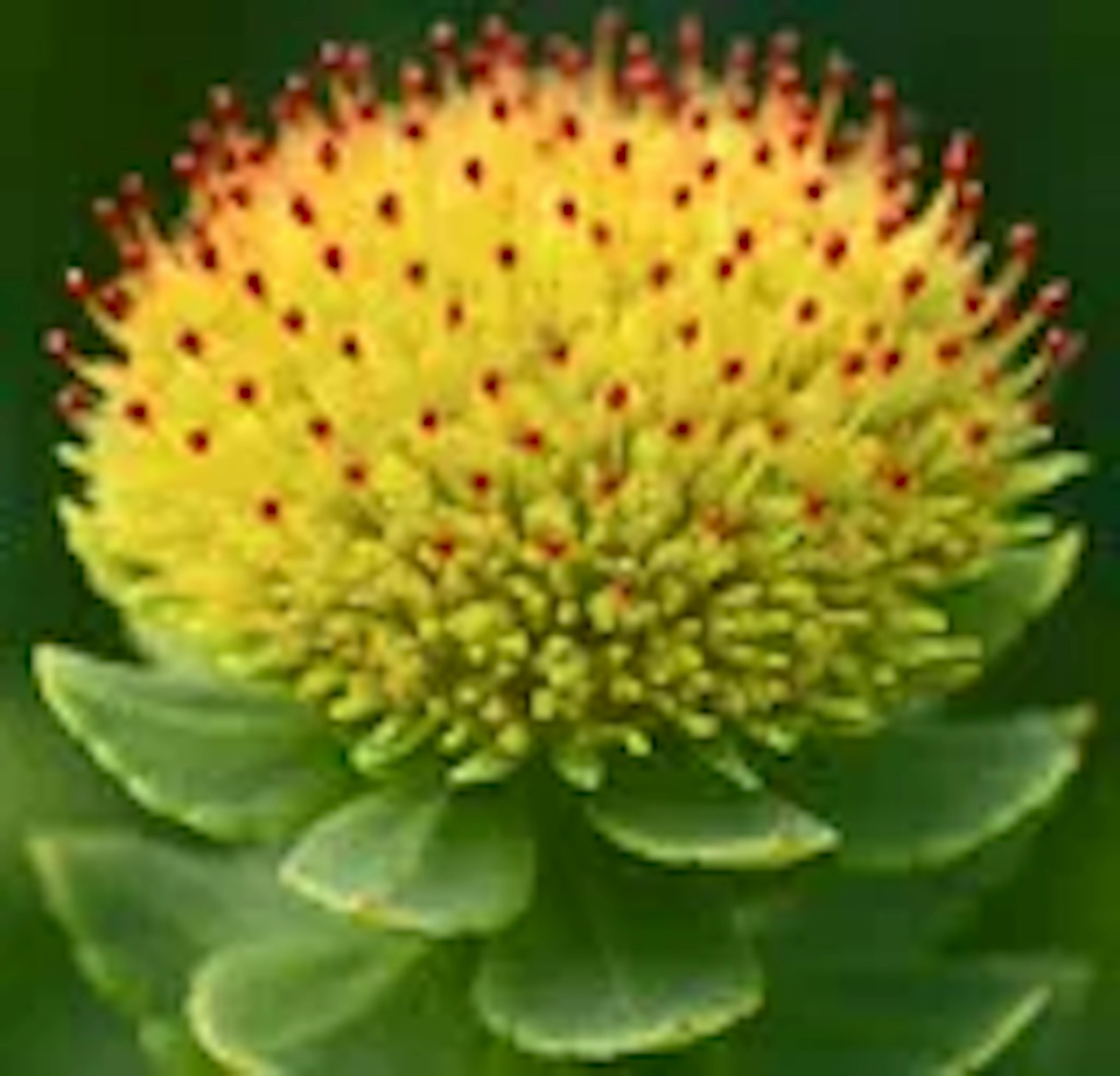 onely-ingredient-rhodiola