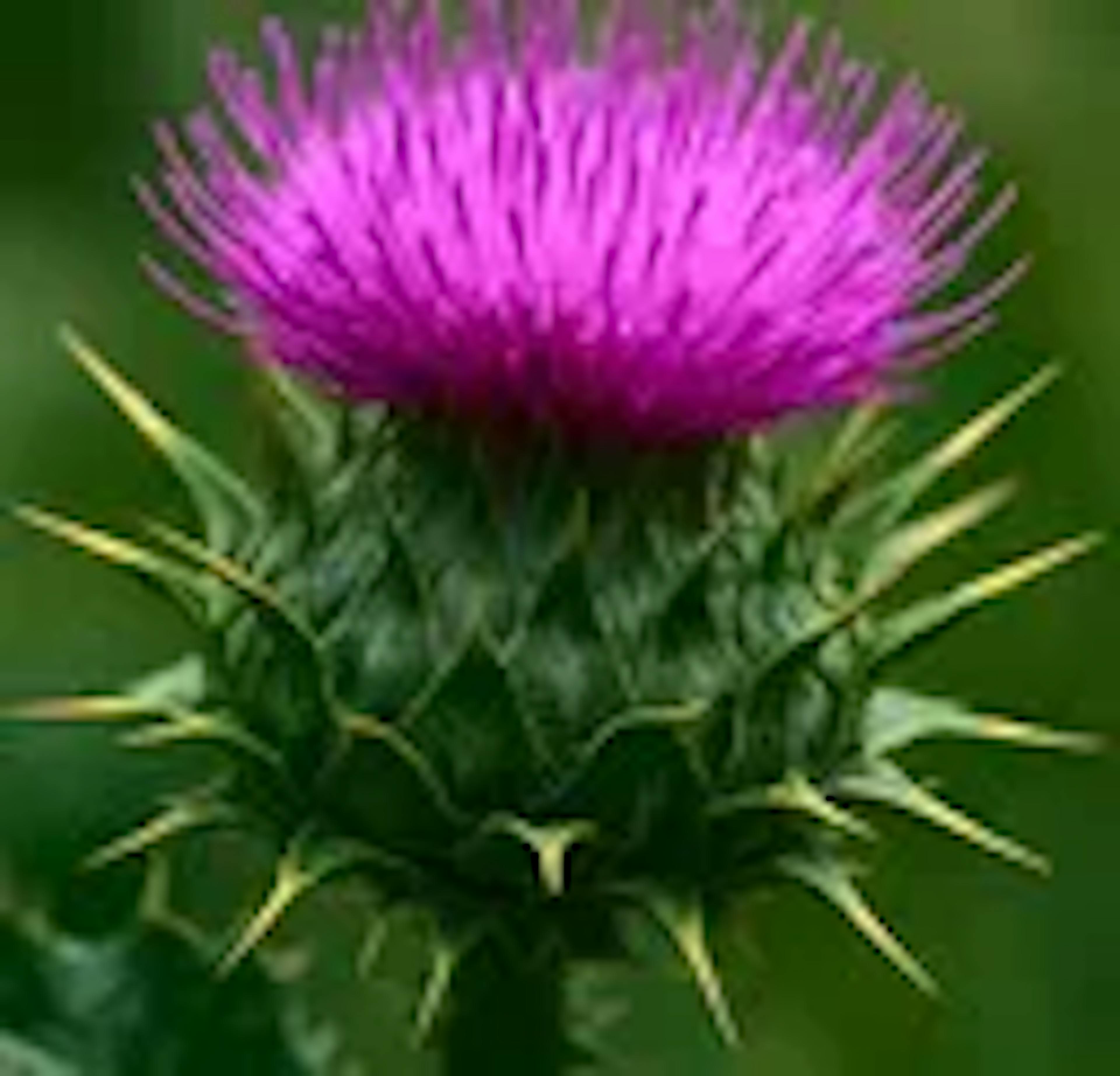 Milk thistle