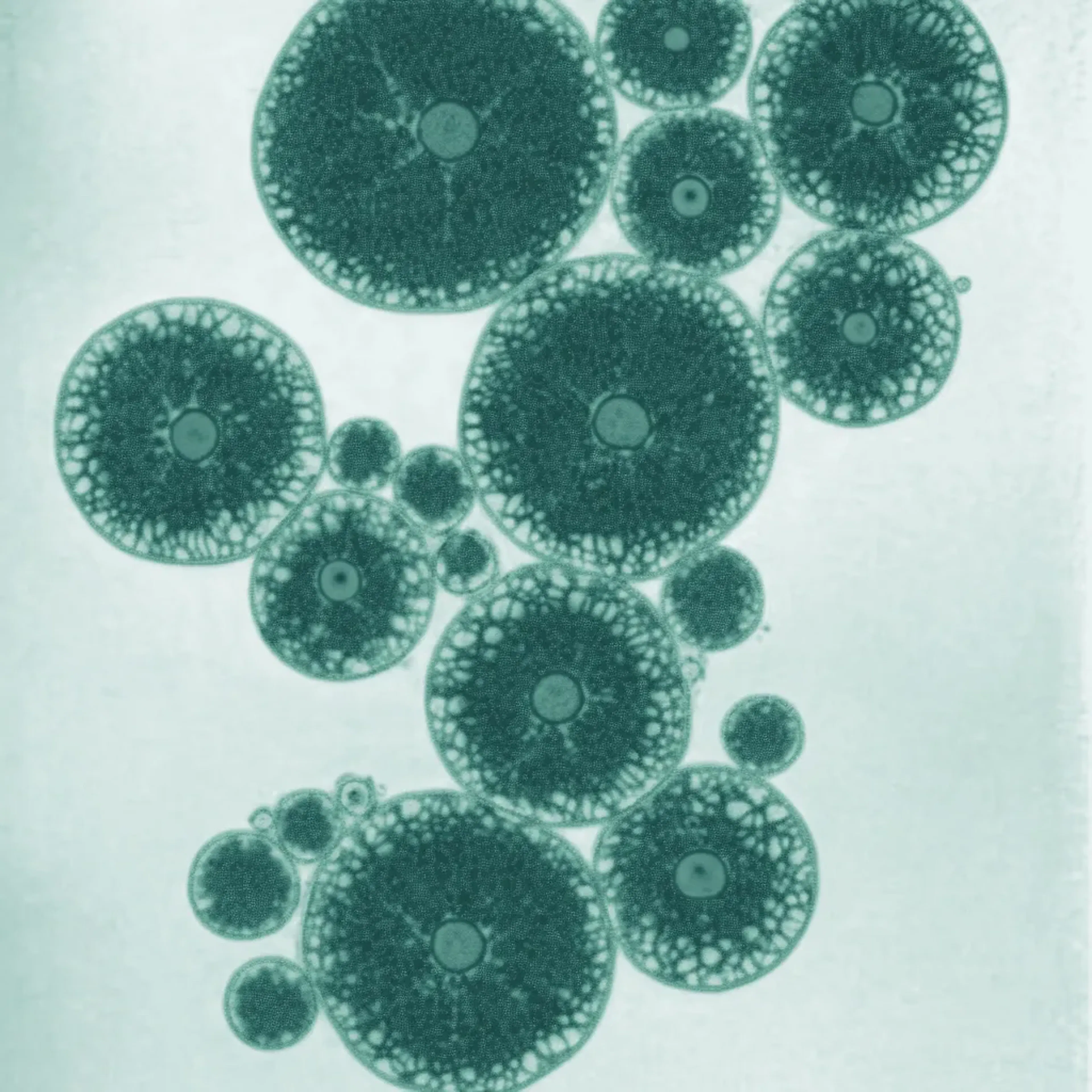 Probiotiques et digestion : comment agissent-ils sur votre microbiote ?