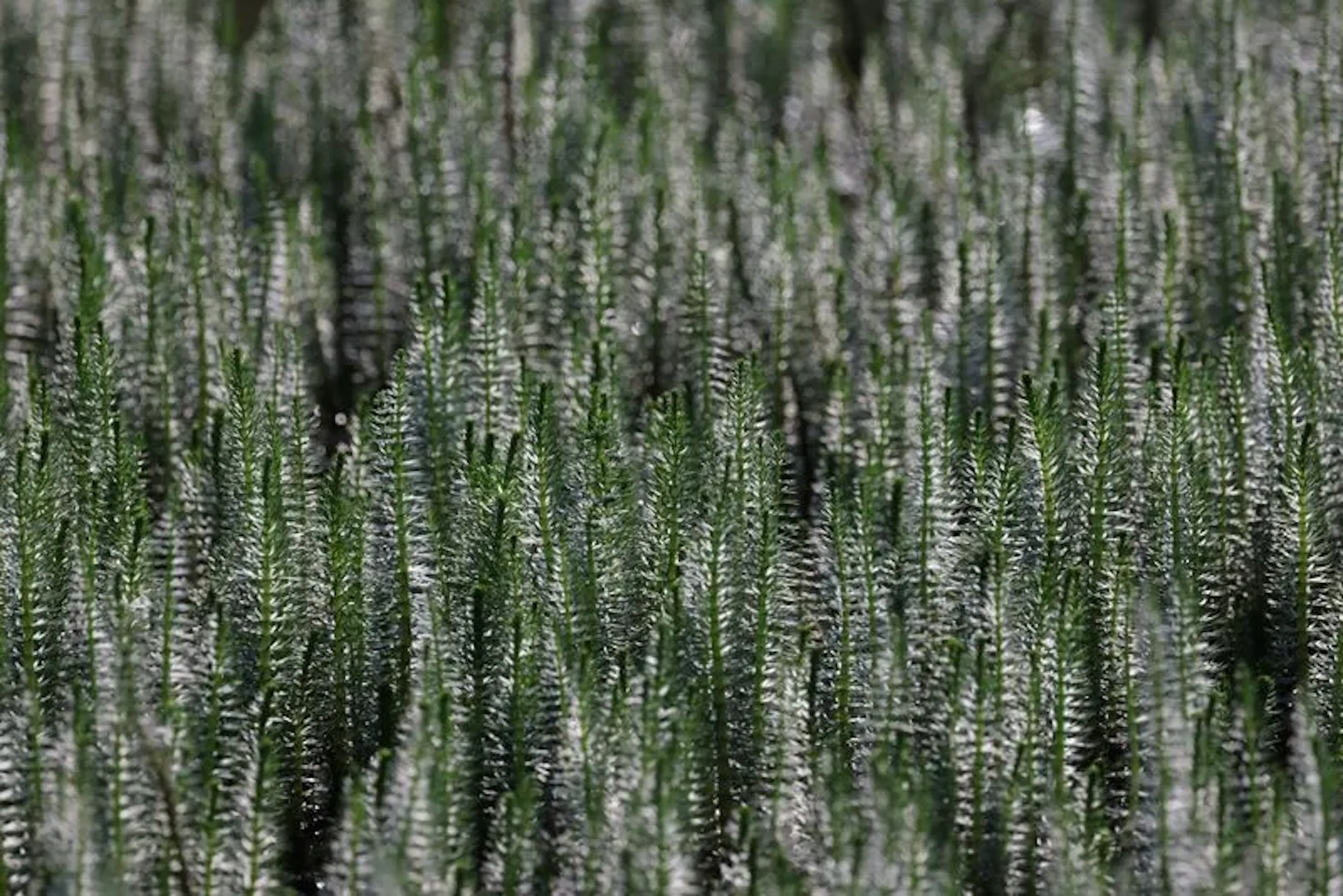 blog_Prêle : Quelles sont les propriétés et les utilisations de cette plante ? Comment profiter de ses bienfaits ?