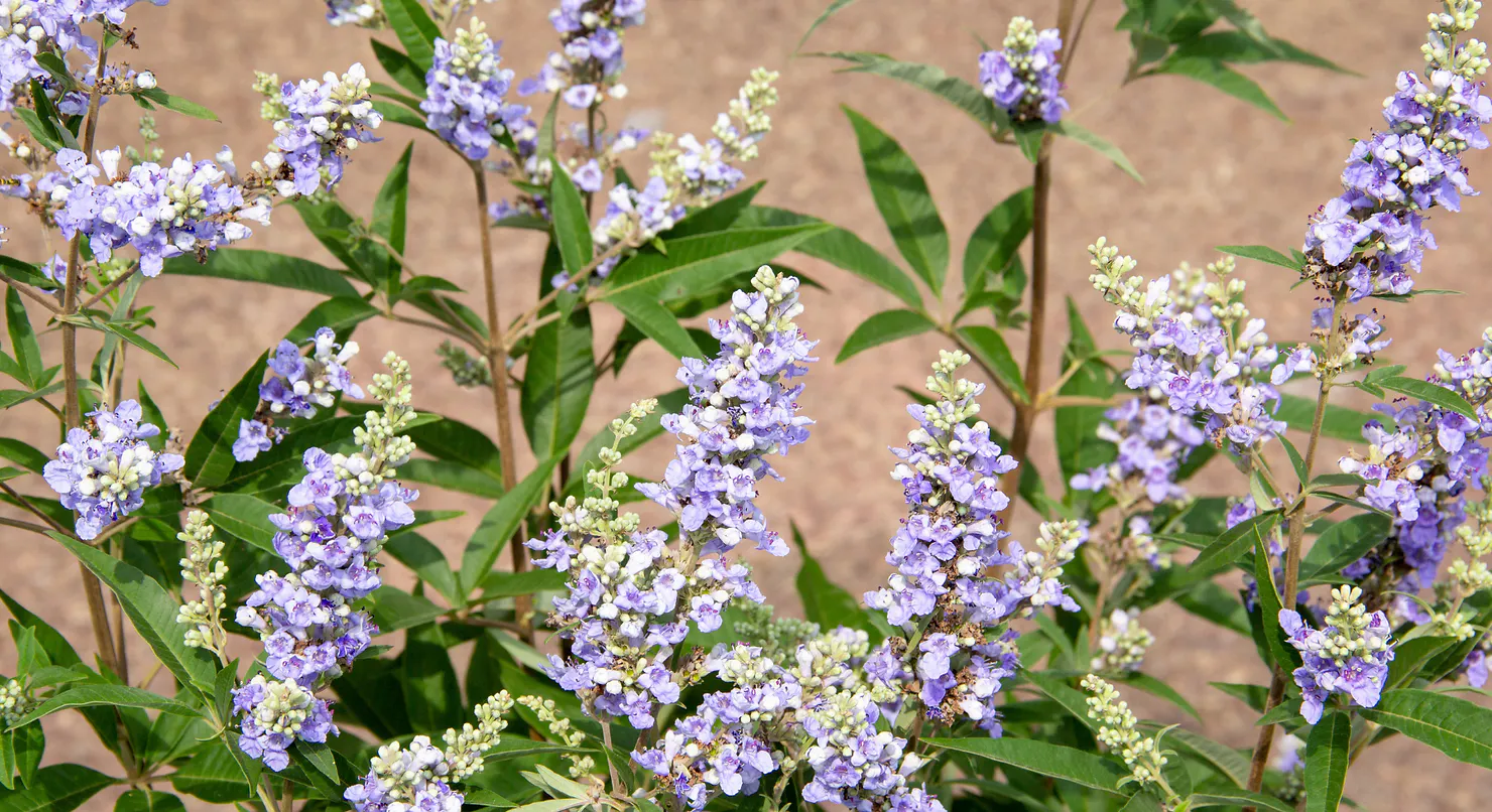 blog_Le Gattilier : et si nous en parlions ?