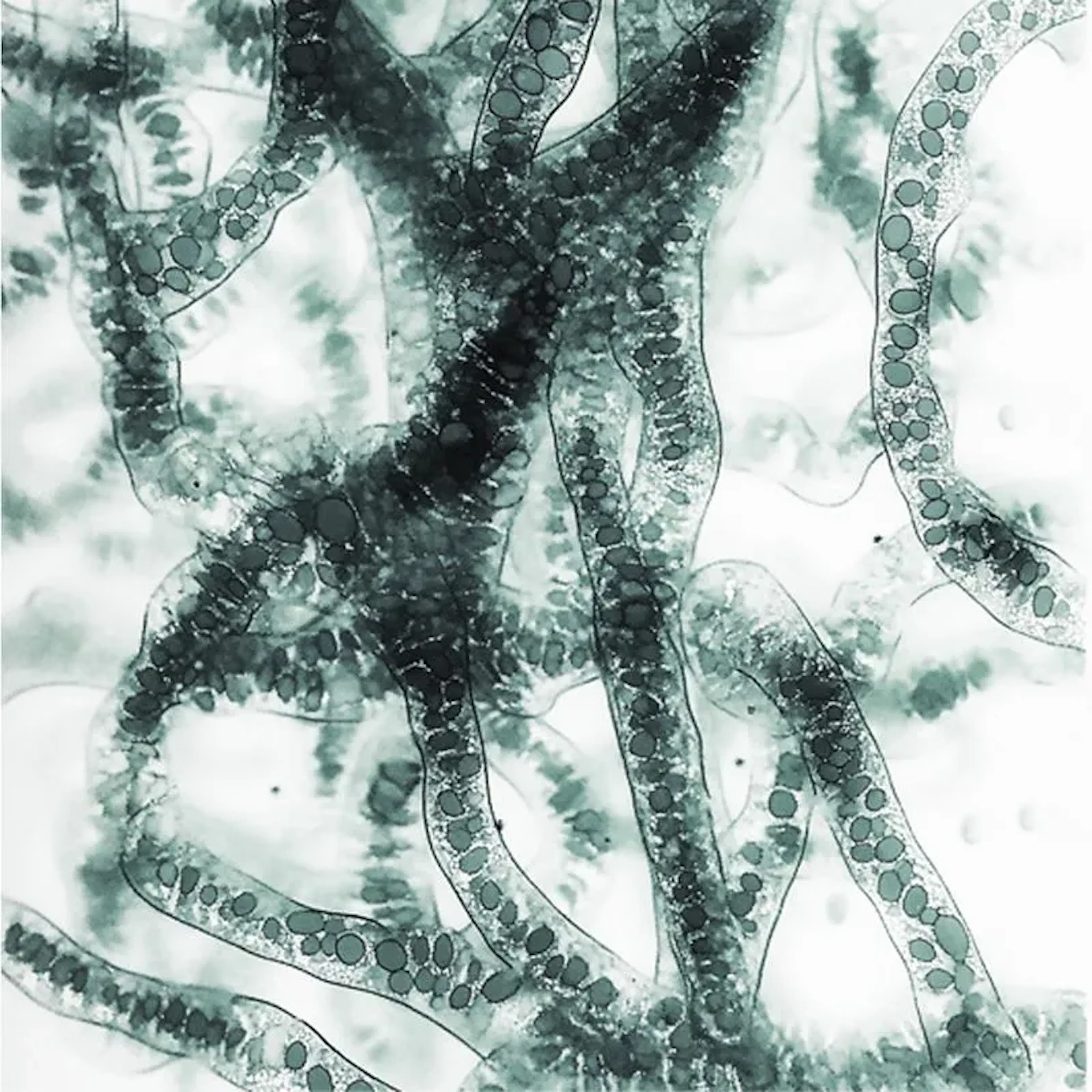 blog_Les 5 rôles essentiels du microbiote dans le corps humain