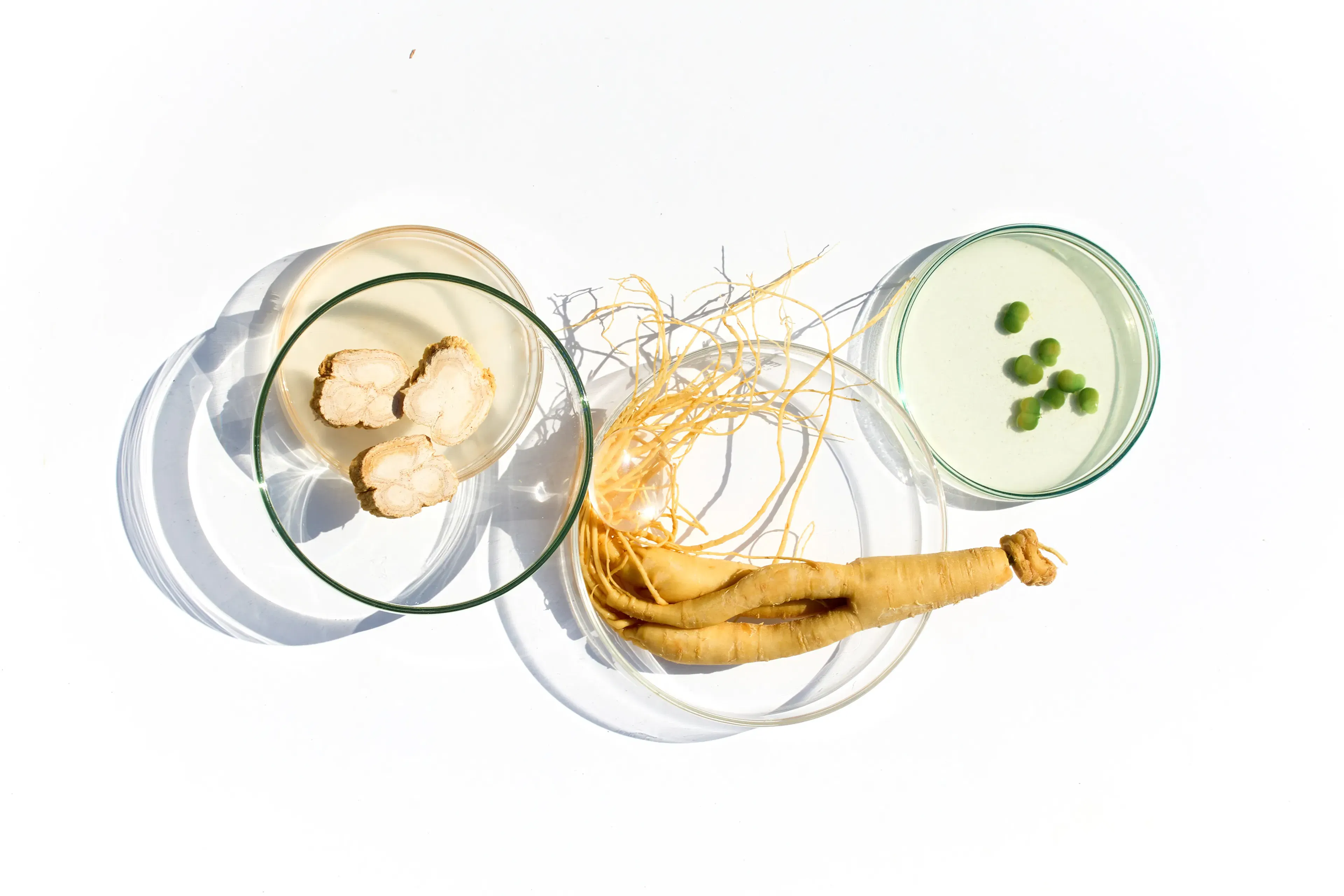 blog_Ginseng : votre allié pour traverser l'hiver avec vitalité et équilibre