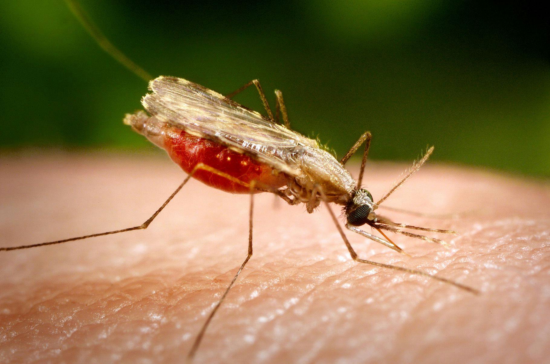 Mosquito on human skin