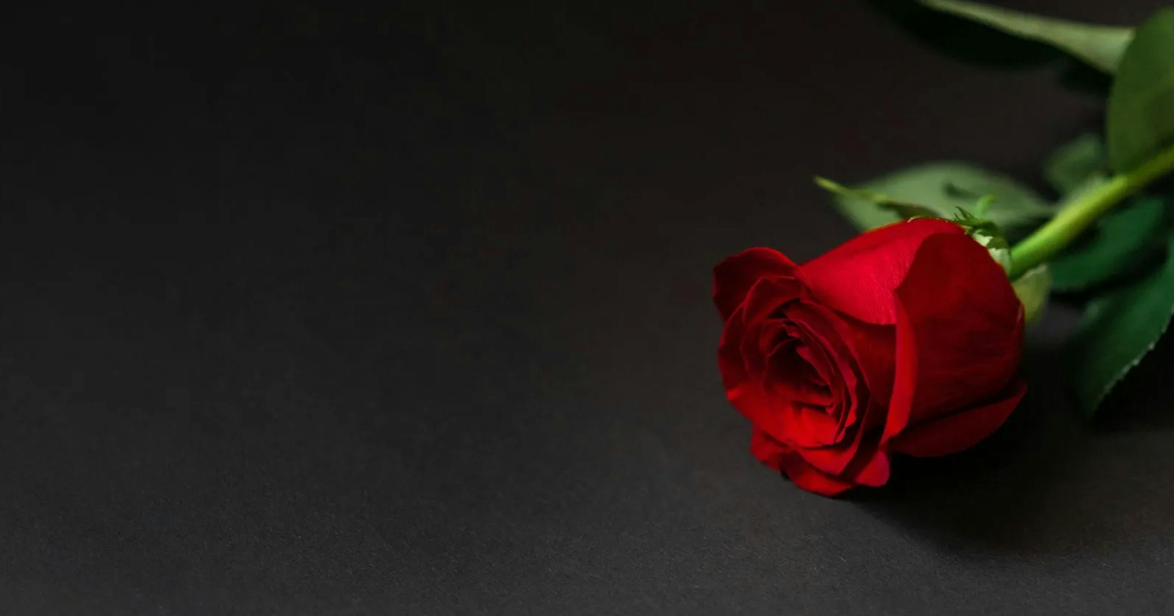 A single red rose on a black background.