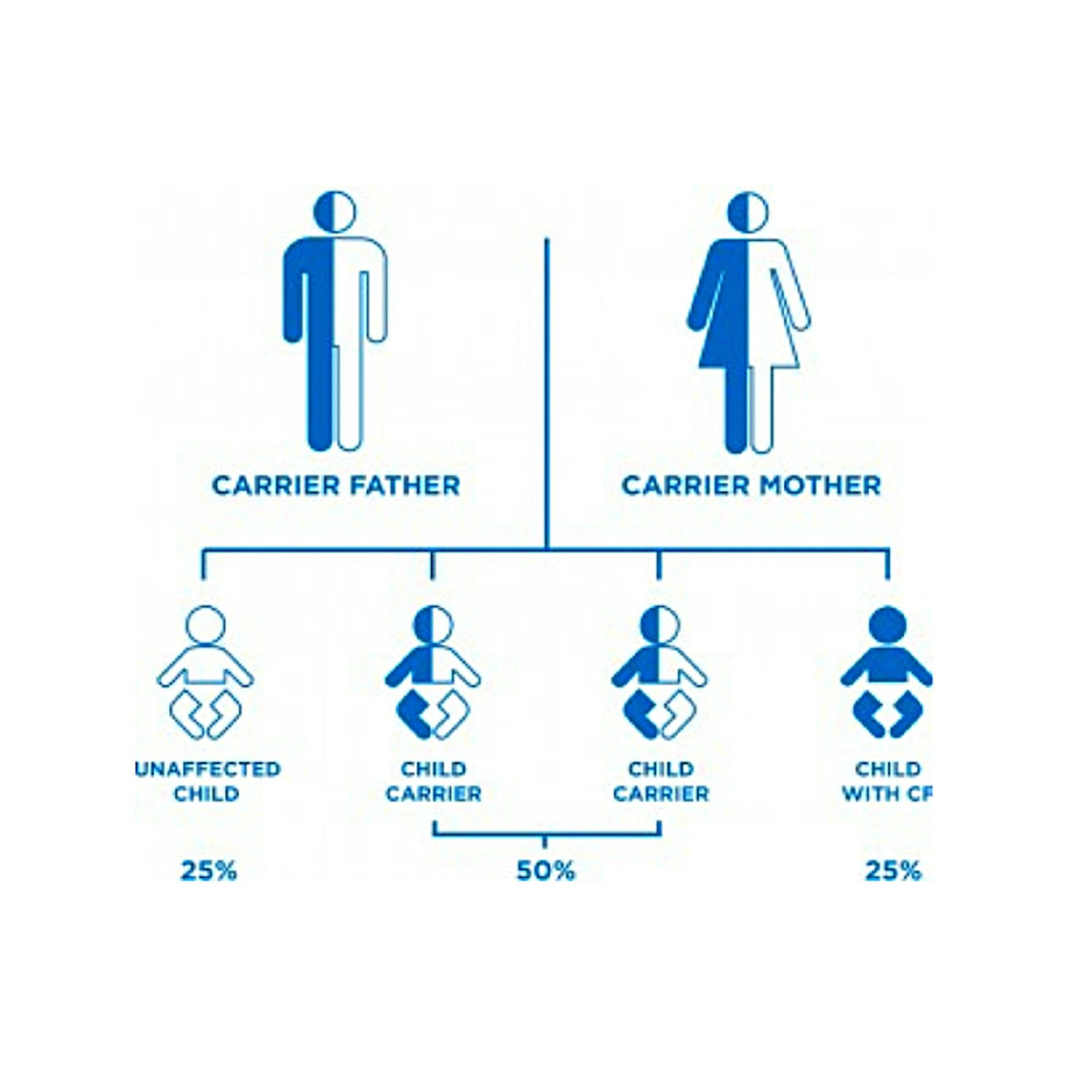 A graphic depicting the chances of being a carrier or having a child with cystic fibrosis.