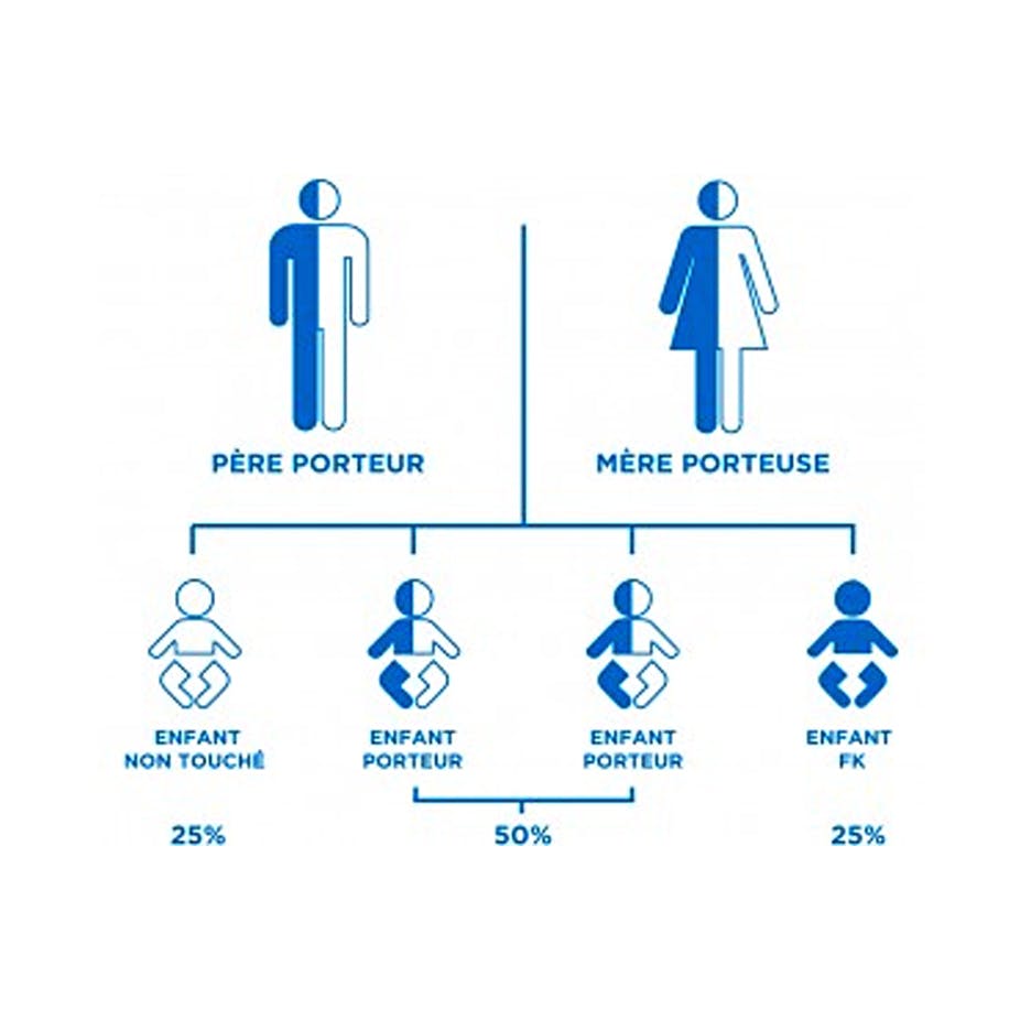 Graphique montrant la contribution génétique des parents.