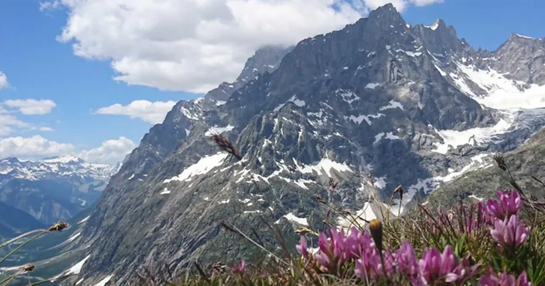 Mont Blanc in the summer with blue skies and pink flowers in the foreground.