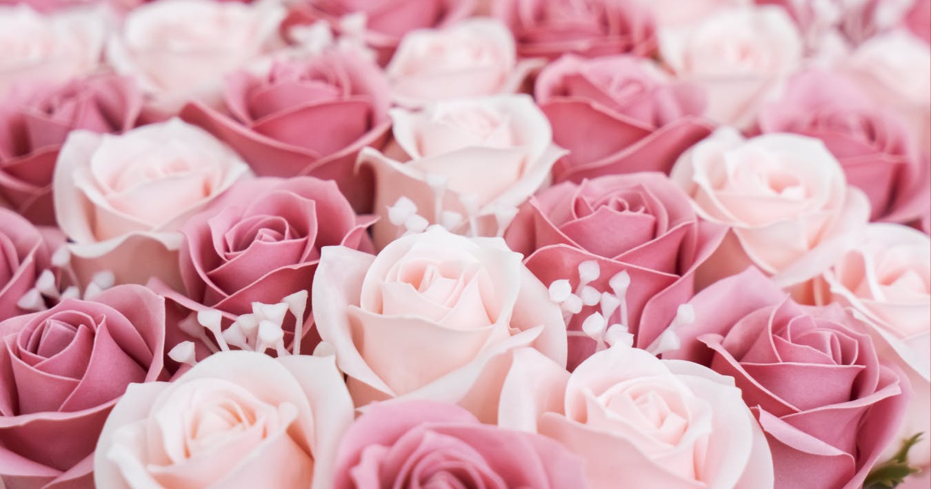 A large array of pink roses.